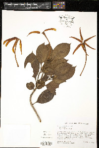 Hillia parasitica image