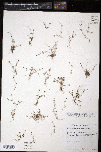 Houstonia micrantha image