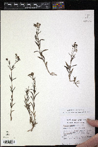Stenaria nigricans image