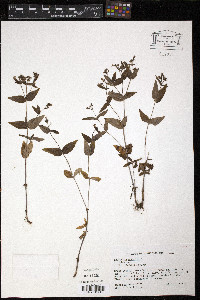 Houstonia purpurea image