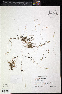 Houstonia serpyllifolia image