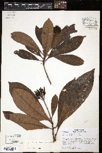 Isertia rosea image