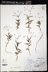 Kelloggia galioides image