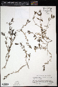 Oldenlandia corymbosa image