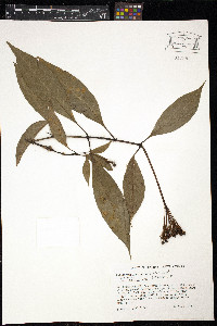 Palicourea crocea image