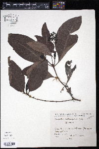 Psychotria carthagenensis image