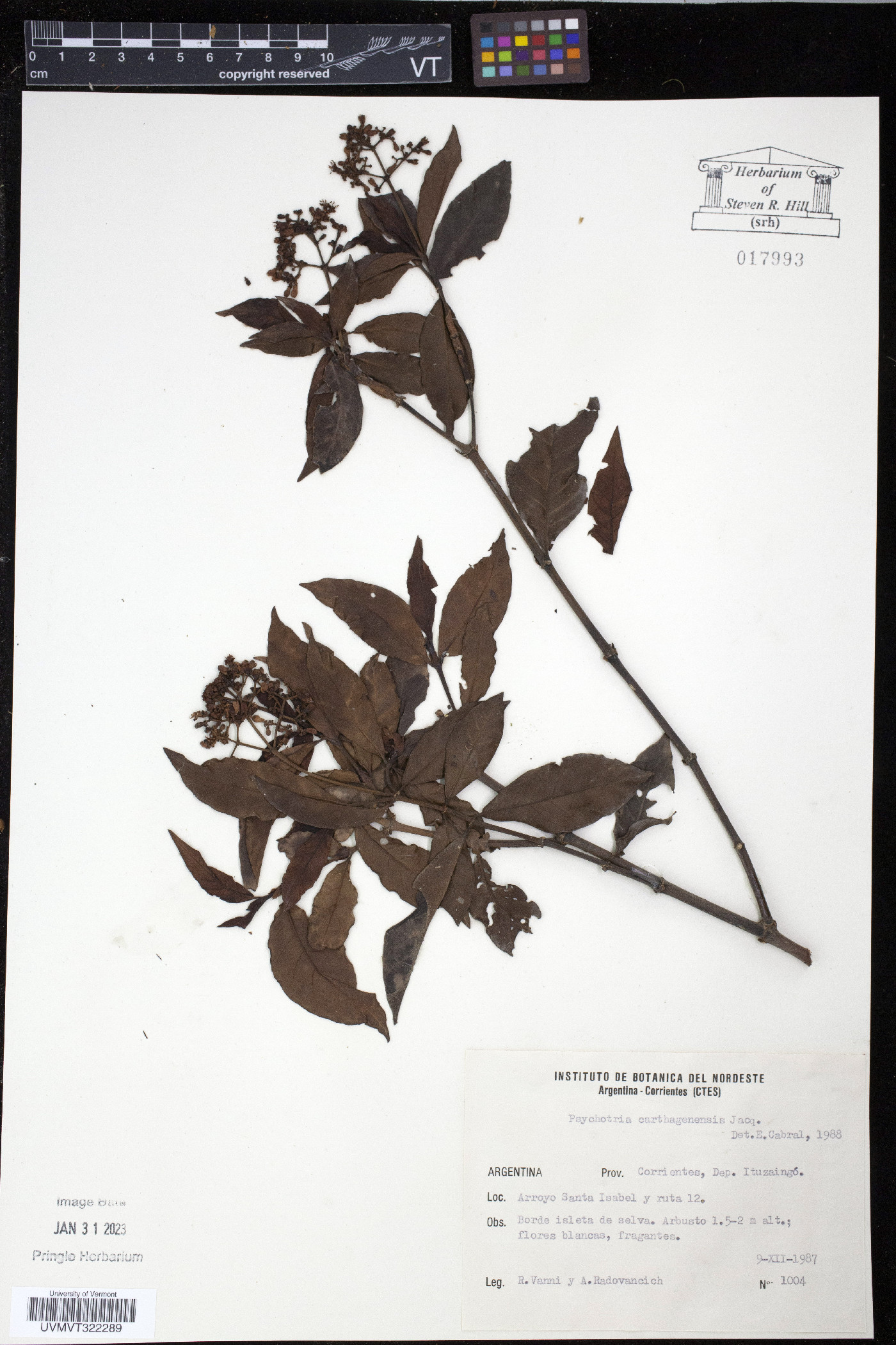 Psychotria carthagenensis image