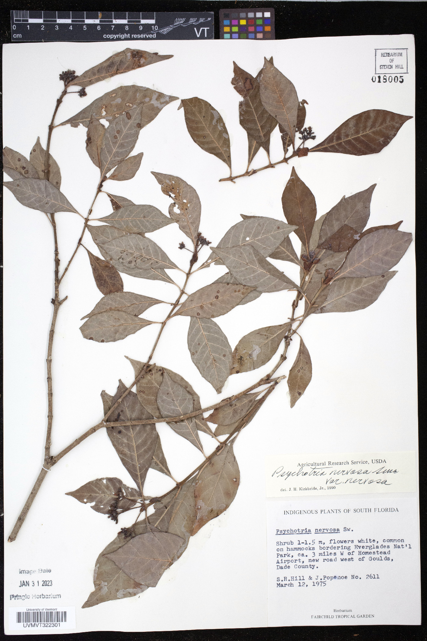 Psychotria nervosa image