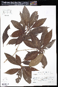 Psychotria nervosa image