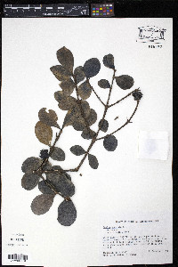 Randia aculeata image