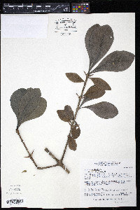 Randia aculeata image