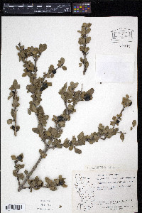 Randia aculeata image