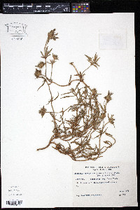Richardia grandiflora image