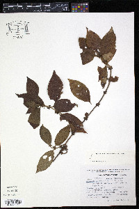 Sabicea villosa image