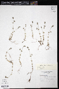 Sherardia arvensis image
