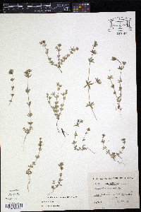 Sherardia arvensis image