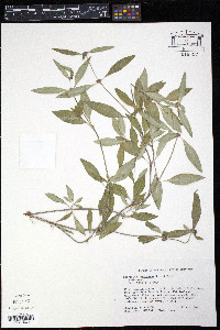 Spermacoce assurgens image