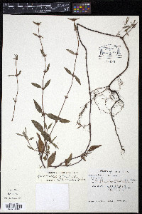 Spermacoce tenuior image