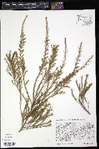 Coleonema album image