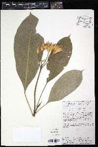 Toxosiphon lindenii image