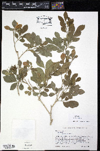 Murraya exotica image