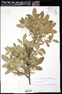 Ptelea crenulata image