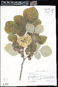 Ptelea trifoliata var. mollis image