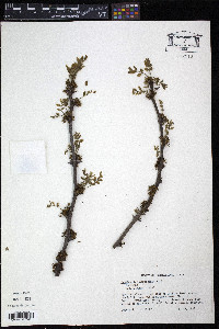 Zanthoxylum americanum image