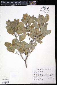 Zanthoxylum punctatum image