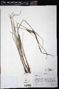 Cyperus schweinitzii image