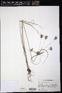 Cyperus retrofractus image
