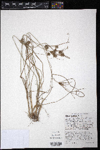 Cyperus schweinitzii image