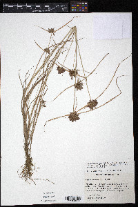 Cyperus sanguinolentus image