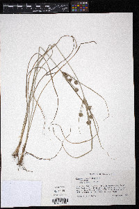 Cyperus schweinitzii image