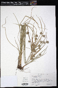 Cyperus schweinitzii image
