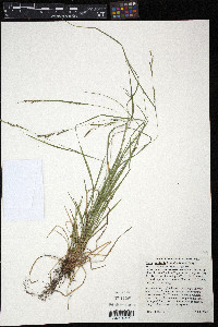 Carex aestivalis image