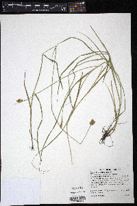 Carex bebbii image
