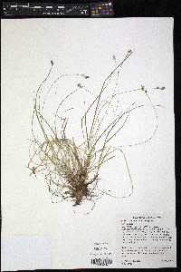 Carex albicans var. albicans image