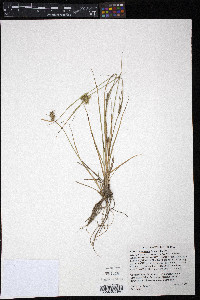 Carex arkansana image