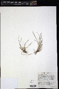 Carex zikae image
