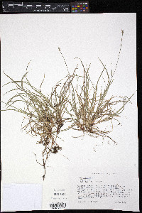 Carex concinna image