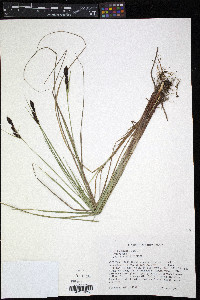 Carex buxbaumii image