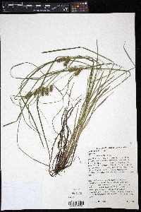 Carex baileyi image