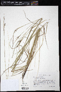 Carex caroliniana image