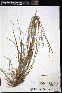 Carex brysonii image