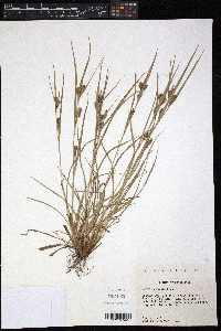 Carex corrugata image