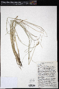 Carex alma image