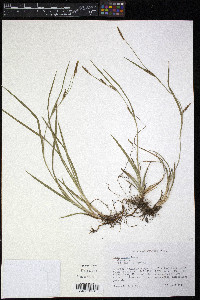 Carex crawei image