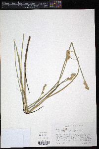 Carex bicknellii image