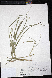 Carex corrugata image